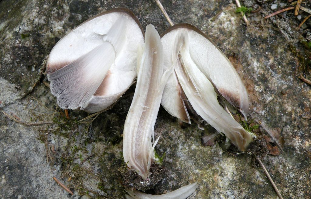 E se fosse Coprinopsis acuminata?